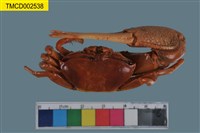 藏品(弧邊管招潮蟹)的圖片